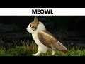 Nature Documentary Meowl