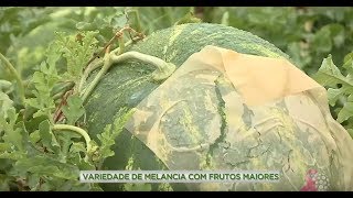 Miniatura do vídeo