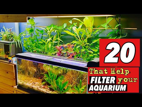 🌿20 Houseplants that Help Filter Your Aquarium!🐟