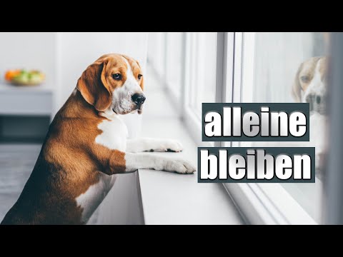 Hund alleine lassen - so klappt es sicher!
