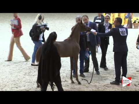 N.107 JAMAAN - Milan 2016 - Futurity Colts (Class 14)