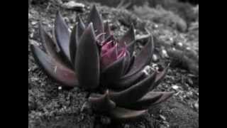 Dark Lotus- Black Rain