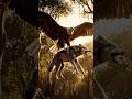 Mother Eagle Trapped In A Net Wolf Snatches The Baby Eagle Man Rushes In For A Dramatic Resc