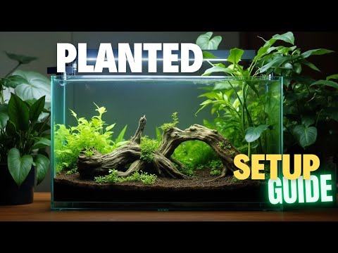 Jungle Style Planted Tank Setup step by step 🤩 | Set-up Planted Aquarium |