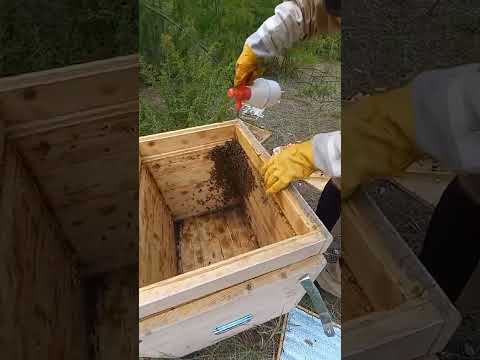 Медведь разгромил пасеку рядом с селом в Нюрбинском районе