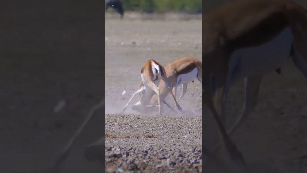 Springbok Fighting Behavior: Horn Locking and Ritual Combat