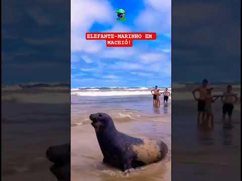 O GIGANTE ACORDOU! 🦭😱 Elefante-marinho na Barra de Santo Antônio #shorts