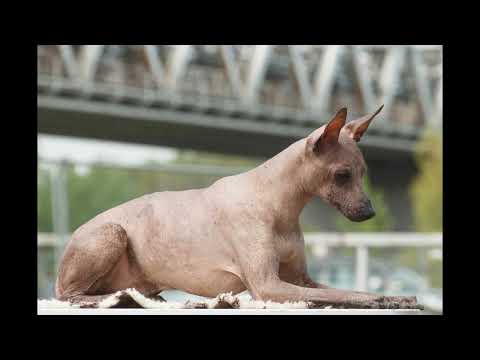 Peruvian Hairless Dog: Training