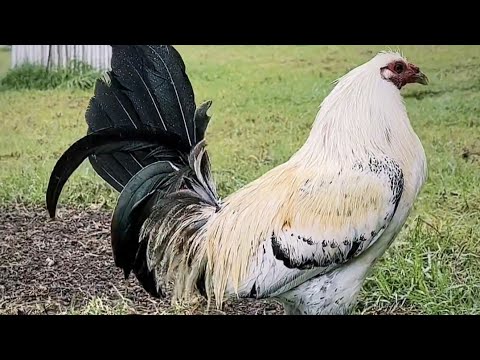 HAWAII🌴Beautiful Birds Roger Tabac Rcp Farm 🇺🇸