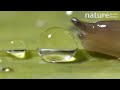 Slug shocked by water droplet – comedy sound edition