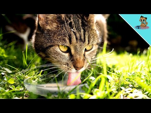 Are cats allowed to drink milk? | Cow's milk for cats?