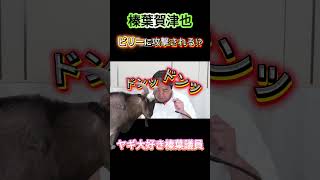 【榛葉賀津也】ヤギにタックル事故！？ #榛葉賀津也  #ヤギ