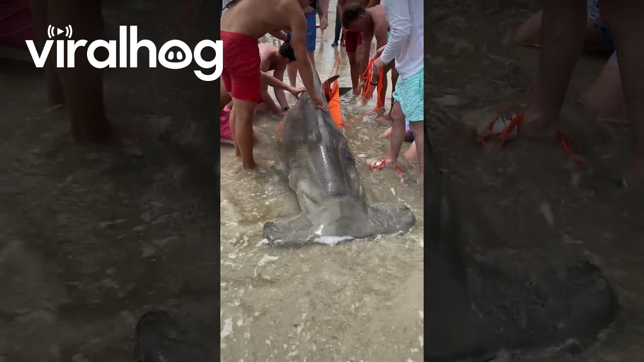 14-Foot Long Great Hammerhead Shark Washed Ashore on Carolina Beach || ViralHog