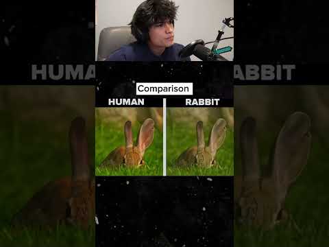 How animals see the world..