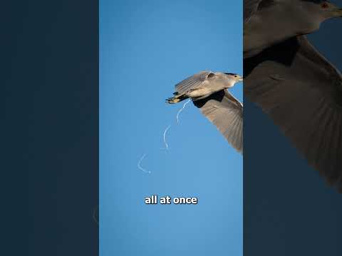 Why Bird Poop Is White 😱