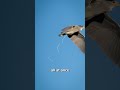 Why Bird Poop Is White