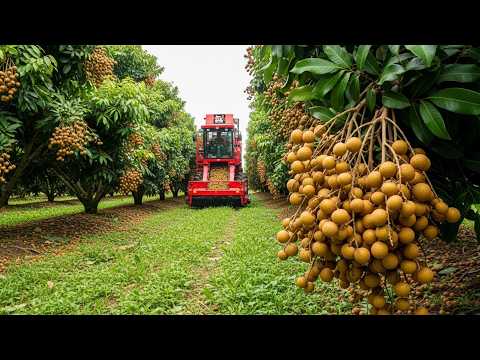Longan Farming Explained: Growing and Harvesting the Golden Fruit