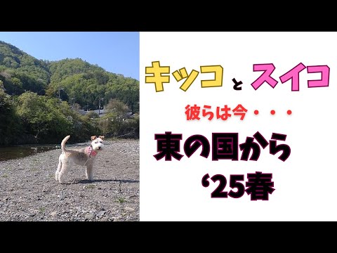 【ウチに猫はいませんが毎日ネコがいます】二匹は今どうしてる？　キッコとスイコの物語　日本とイタリア近況動画　東の国から'25