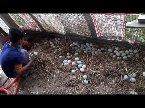 যারা বেইজিং হাঁসের ডিম বিক্রি করতে ইচ্ছুক তারা এখুনি যোগাযোগ করুন আল মদিনা হাস খামার এন্ড হ্যাচারী।০