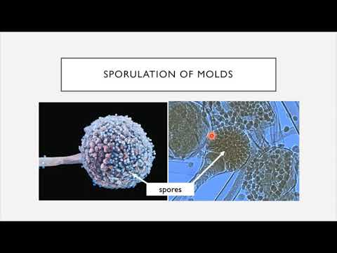 BIO 205 - Chapter 5 - Eukaryotes of Microbiology