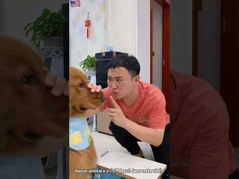 Quand tu dis à ton chien de se taire, car le bébé dort    🤫🐶