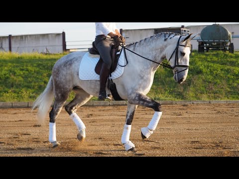 Talented Lusitano mare with projection for dressage. Born in 2017 - 167cm.