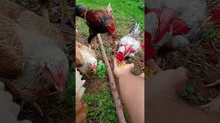 olha o trato das bichinhas #shorts