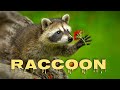 Raccoon sounds, raccoon noises