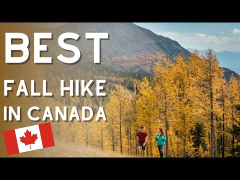 4K| Larch Valley Hike | Virtual Hiking Tour| Alberta| Banff| Canada| Ambiance