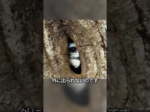 木の中に引きこもる鳥