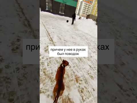 БЕССТРАШНЫЙ ШПИЦ 😂😂😂#pitbull