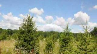 Screen  Planting  Arborvitae and Pines For Urban Areas In Landscaping