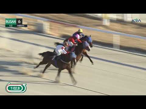 (Busan) 2026.01.02 R6 Class 5 (1400M) Handicap