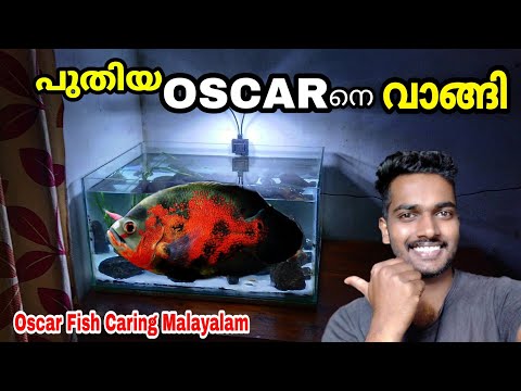 Oscar Fish Caring Malayalam |  ഓസ്കർ ഫിഷിനെ വാങ്ങി😍| Oscar fish Malayalam | Oscar farm kerala |oscar