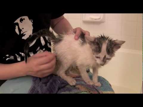 stray adoption: de-fleaing Marty Jr.