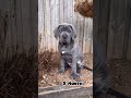2 Weeks To One Year Cane Corso Transformation Feed Transformation Canecorso Puppy Love Pets