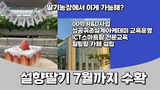 설향 딸기 7월까지 수확 가능해??