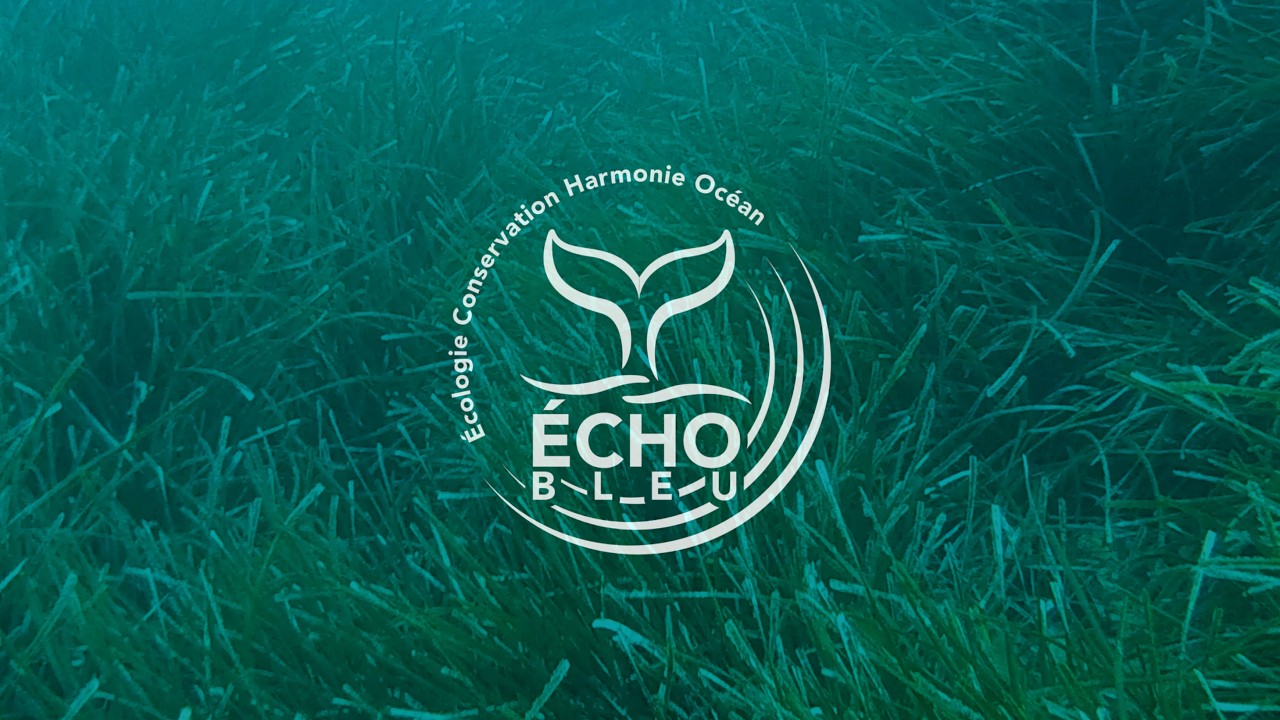 Une survivante dans les posidonies