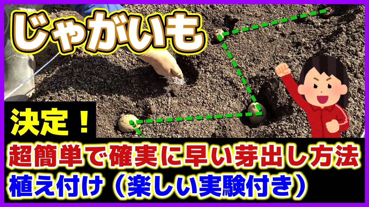 【じゃがいも芽出しと植え付け】比較実験でハッキリわかった超簡単で確実に早い芽出し方法と植え付け（ジグザグ植え・楽しい実験付き）／初心者向き