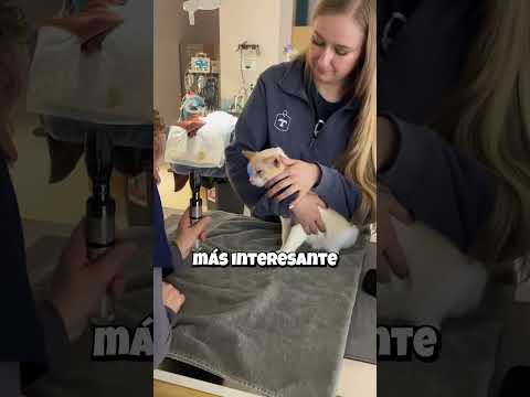 La sorpresa ocular 👁