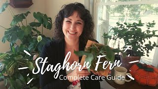 Staghorn Fern | Complete Care Guide