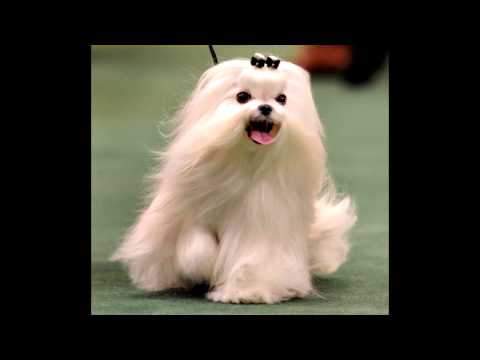 "UN lesbian girls" by The Supreme Council of ALL THAT IS - S02E00