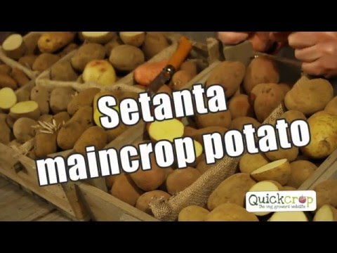 Setanta Seed Potato -  Maincrop Variety