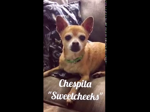 Chespita - "I'm an easy dog!", an adopted Chihuahua in Pasadena, CA_image-1