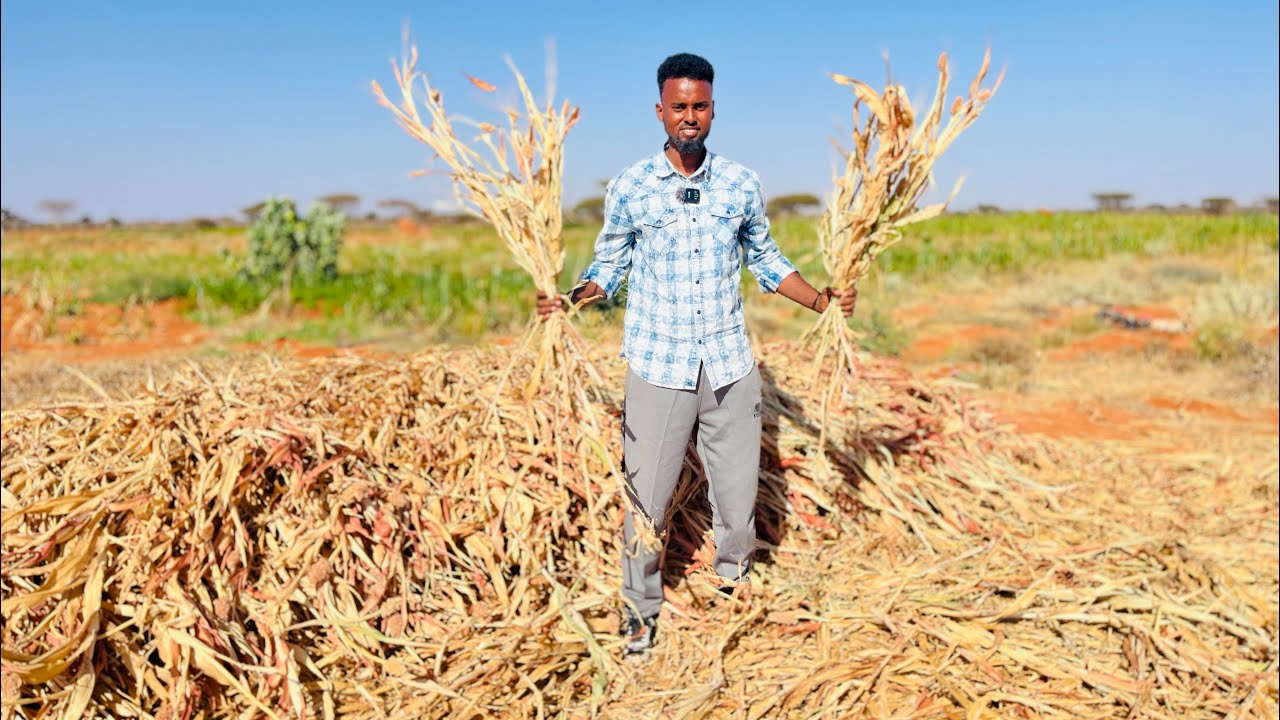 Mashruuc guuleystay xoolo dhaqasho