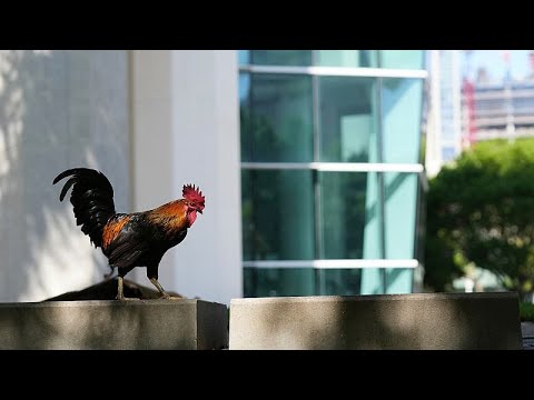 Video Thumbnail: Umherziehende Hähne erobern die Straßen von Miami