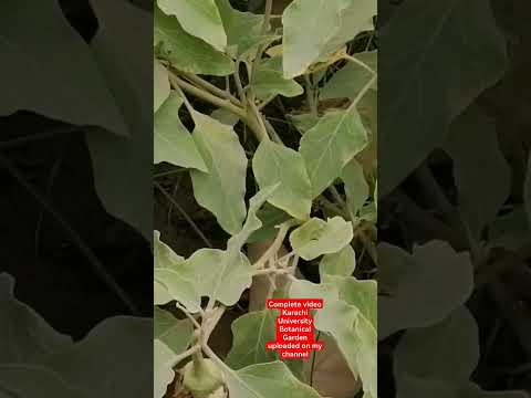 Karachi University #Karachi University #planting #beautiful #nature hashtags Garden