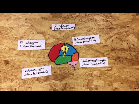 Grosshirn - Erklärvideo