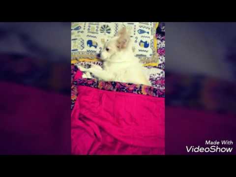 Honey My Lovely  Dog