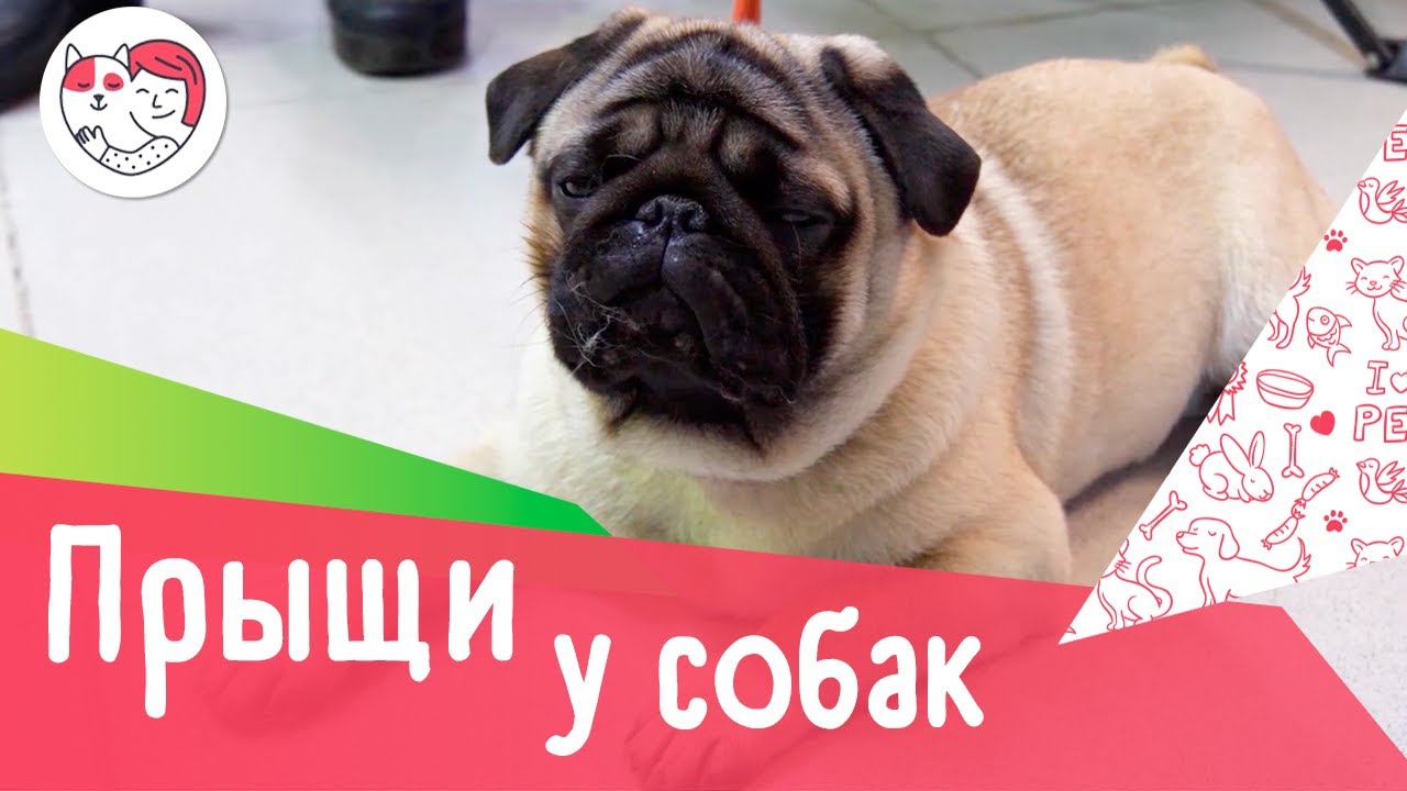 6 популярных вопросов про прыщи у собак